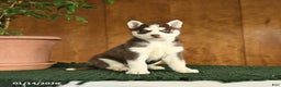 Siberian Husky dogs for sale: Beauty - Ad 1