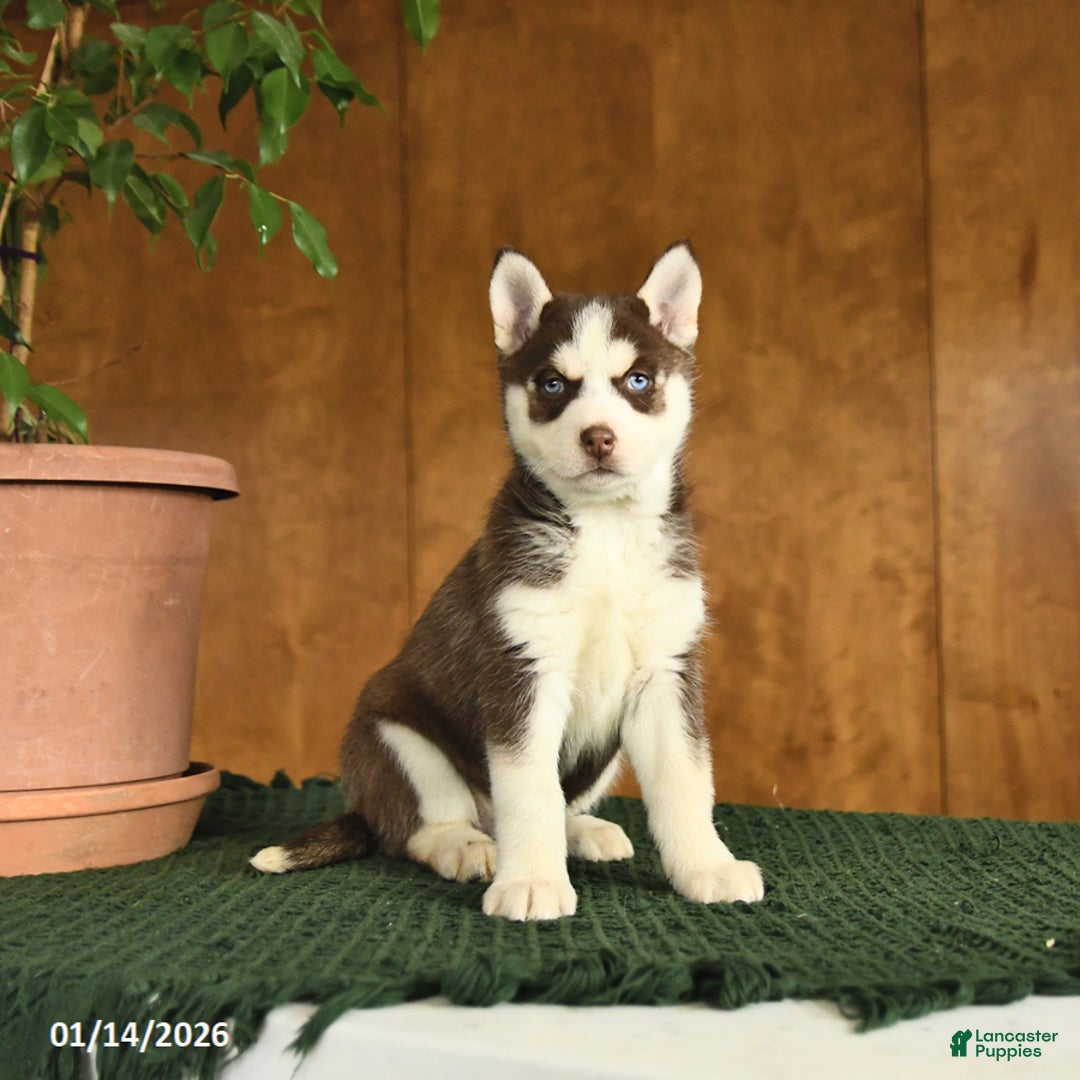 Siberian Husky dogs for sale: Beauty - Ad 1