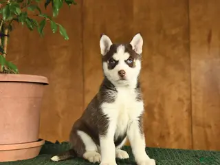 Siberian Husky dogs Beauty - Ad 39