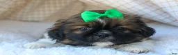 Shih Tzu dogs for sale: RUSTY - Ad 10