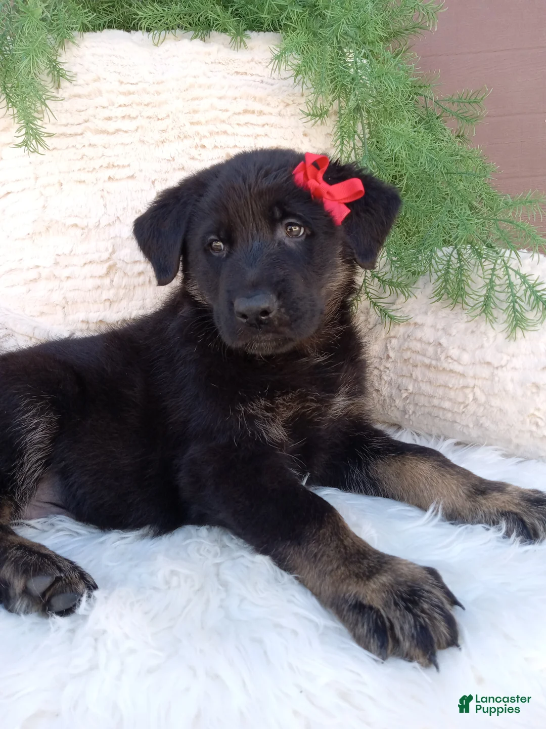 German Shepherd dogs for sale: Ranger - Ad 2