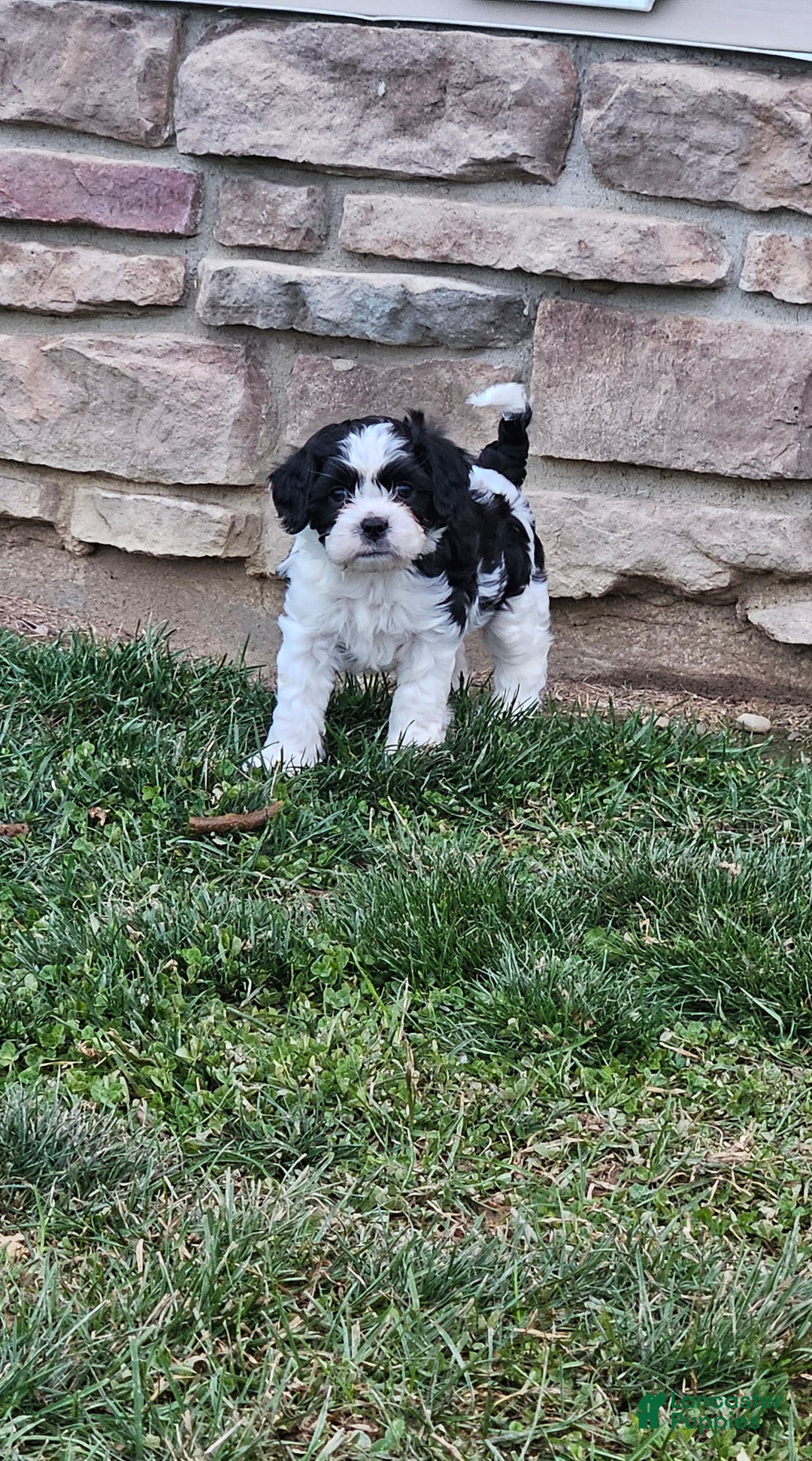 Mixed Breed dogs for sale: Oreo - Ad 3