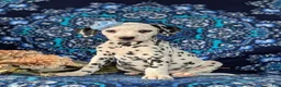 Dalmatian dogs for sale: Lainie - Ad 3