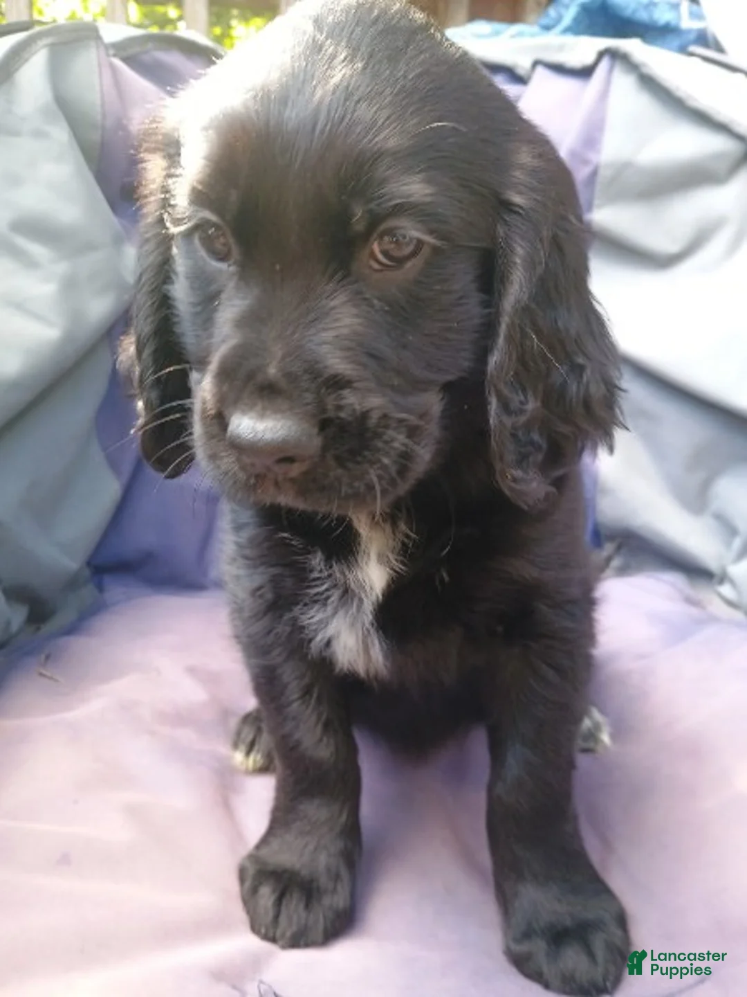 Mixed Breed dogs for sale: Starlight - Ad 2