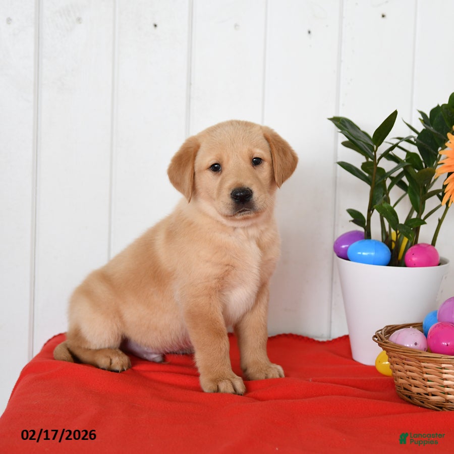 Goldador dogs Koda - Ad 2