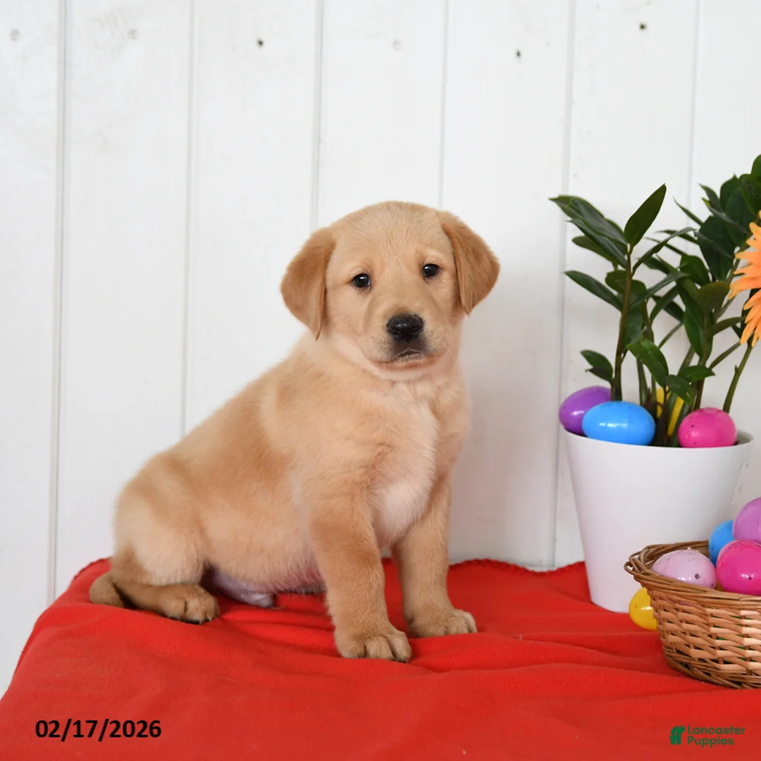 Goldador dogs for sale: Koda - Ad 2