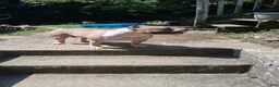 American Bully dogs for sale: American Bully 2 - Ad 12
