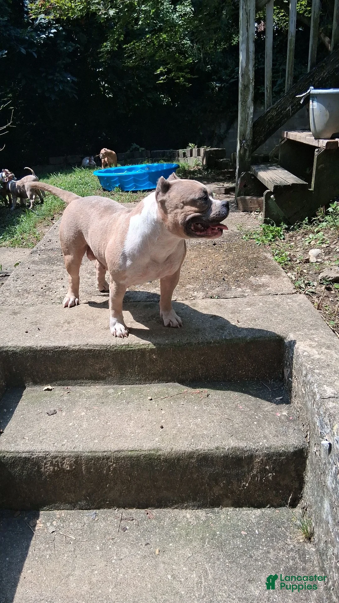 American Bully dogs for sale: American Bully 2 - Ad 12