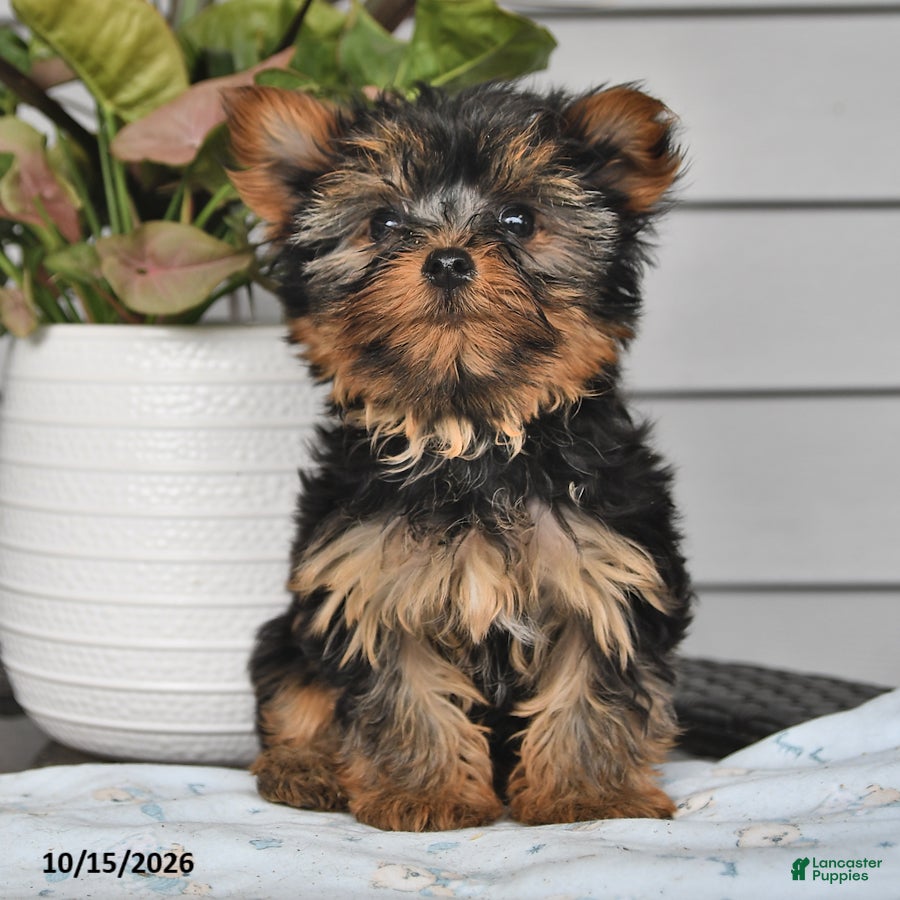 Yorkshire Terrier dogs for sale: Tiny - Ad 1