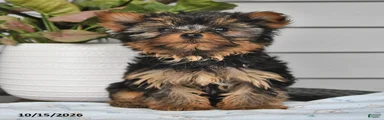 Tiny