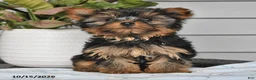 Yorkshire Terrier dogs for sale: Tiny - Ad 1