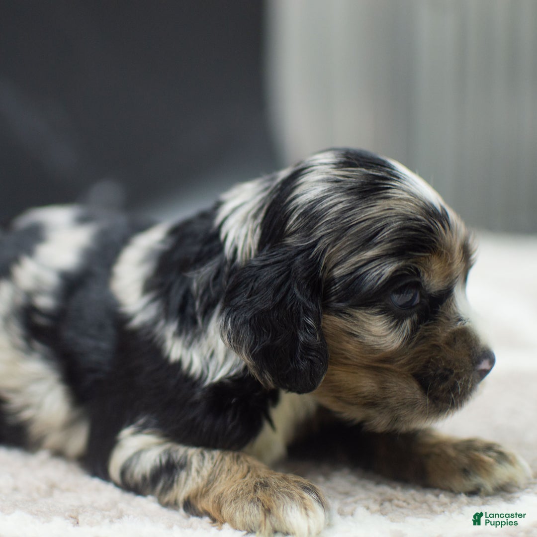 Cocker Spaniel dogs for sale: Vince - Ad 6