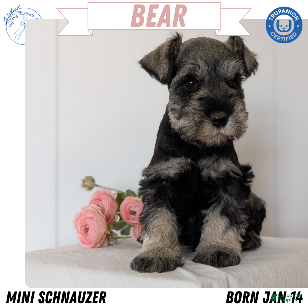 Miniature Schnauzer dogs Bear - Ad 1