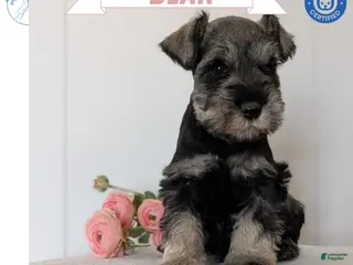 Miniature Schnauzer dogs for sale: Bear - Ad 4