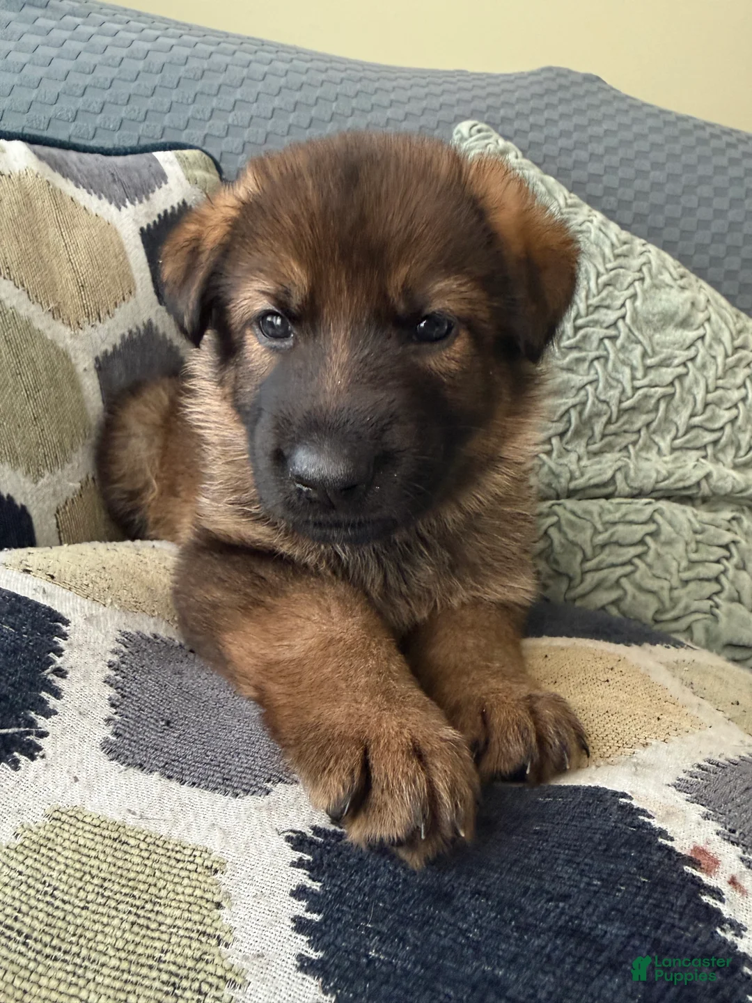 German Shepherd dogs for sale: German Shepherd Puppy 3-green  - Ad 2