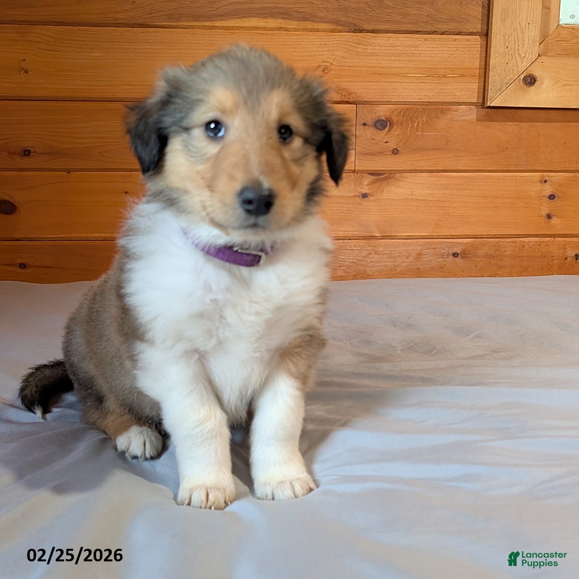 Collie dogs Snickers - Ad 2