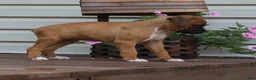 Boxer dogs for sale: Pedro - Ad 3