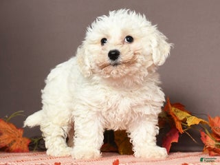 Bichon Frise dogs - Ad 38