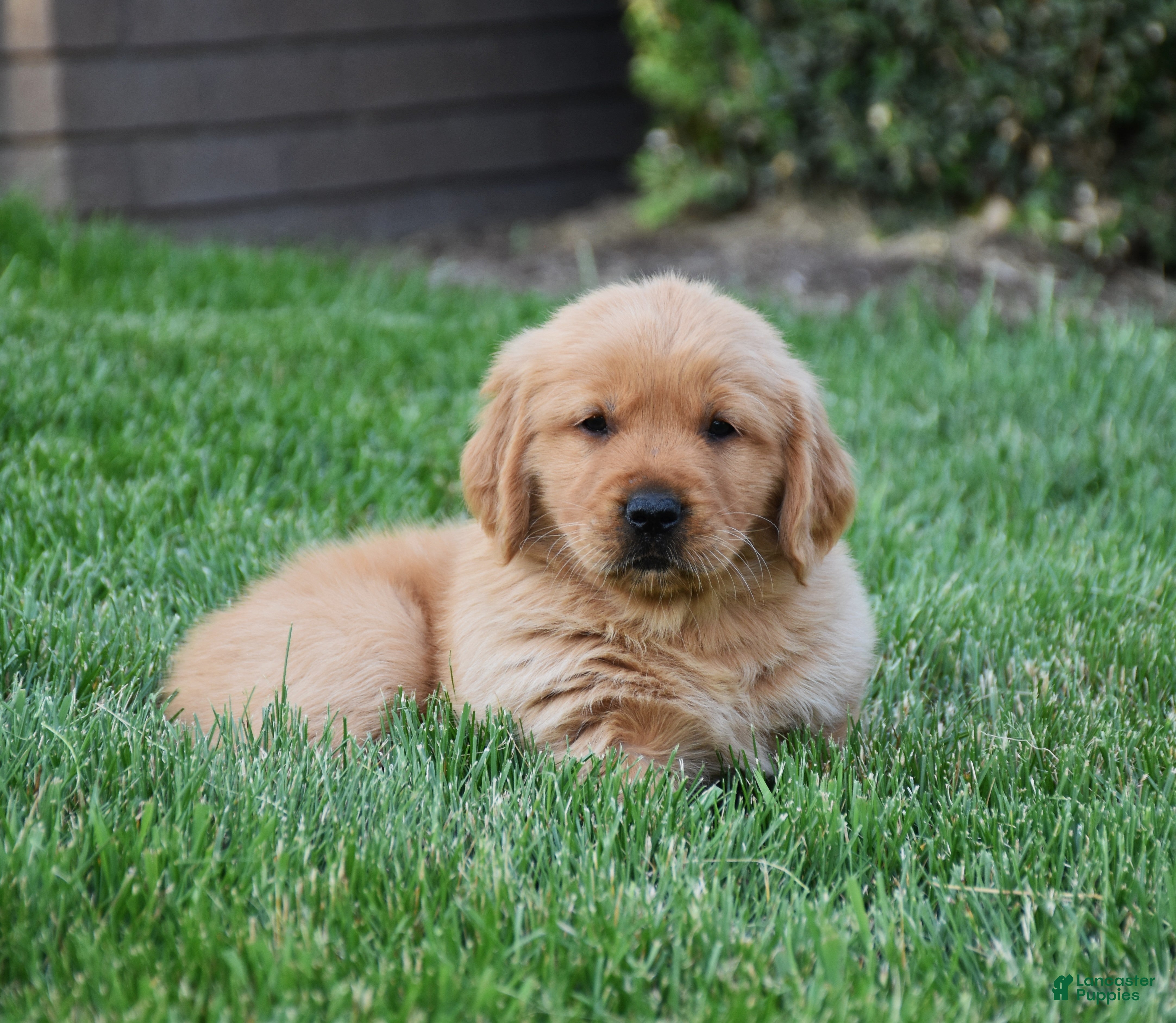 Golden Retriever dogs Annabella - Ad 1