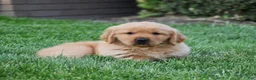 Golden Retriever dogs for sale: Annabella - Ad 1