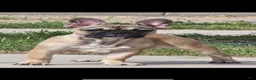 French Bulldog dogs for sale: French Bulldog 1 - Ad 4