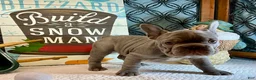 French Bulldog dogs for sale: River  - Ad 6