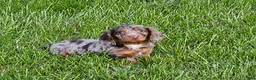 Miniature Dachshund dogs for sale: Denver - Ad 1
