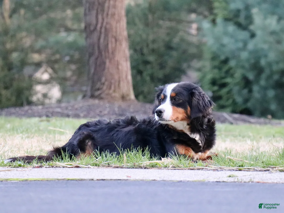Mini Bernedoodle dogs for sale: Willow - Ad 3