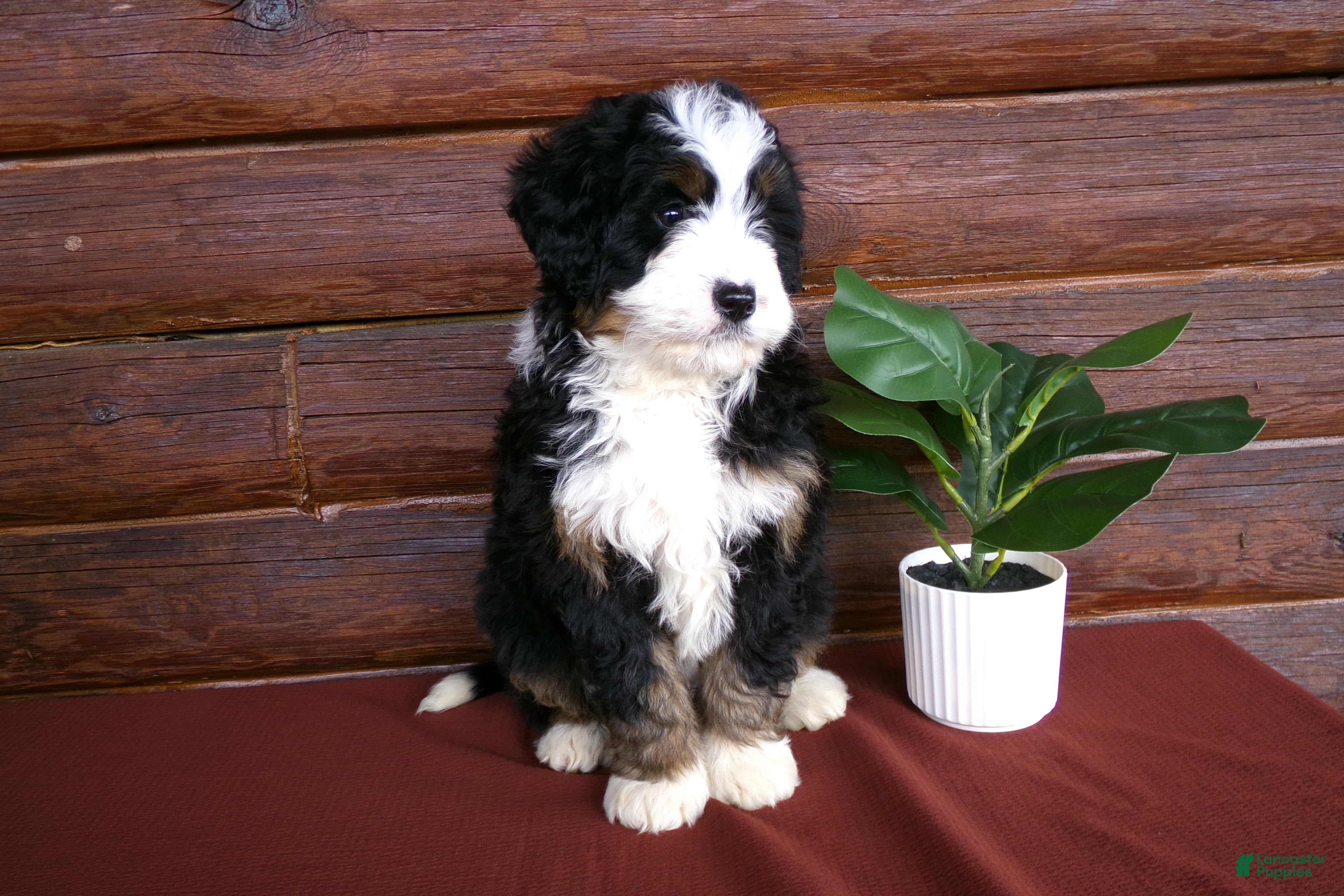 Mini Bernedoodle dogs Abby - Ad 1
