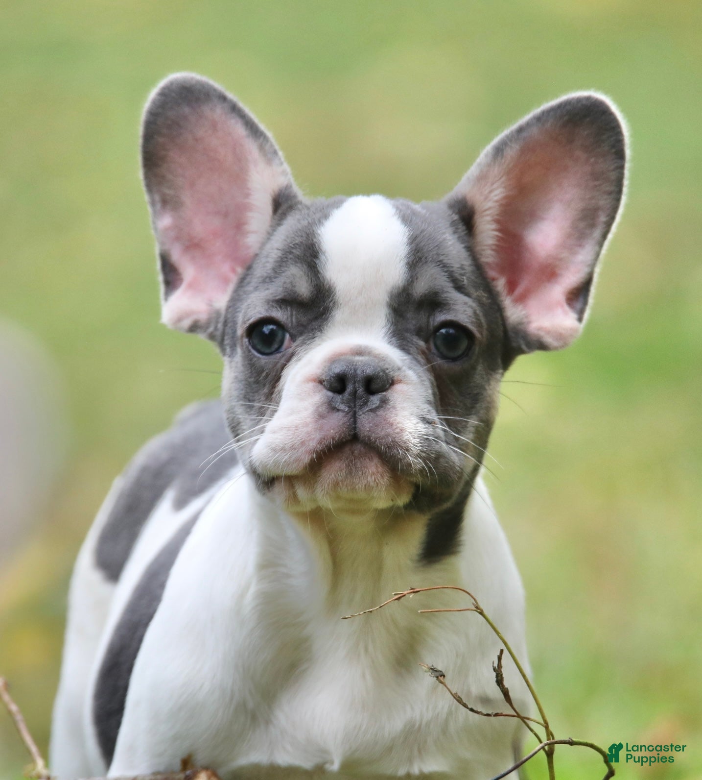Blue Eyes Black And White French Bulldog Puppy Chi French