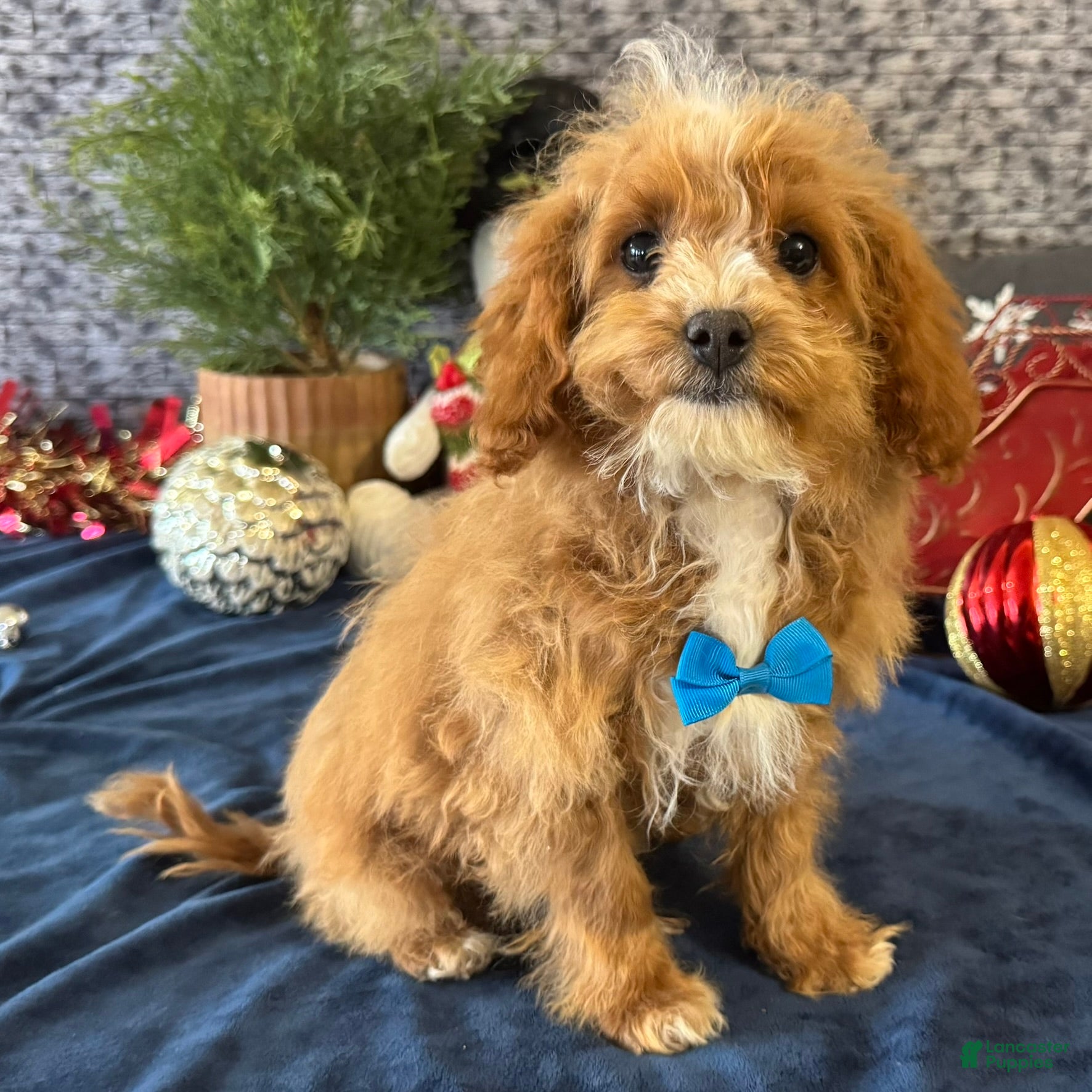 Cavapoo dogs Nate - Ad 30