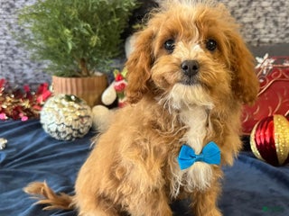 Cavapoo dogs Nate - Ad 30