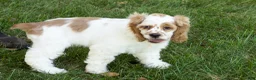 Cocker Spaniel dogs for sale: Freckles  - Ad 10