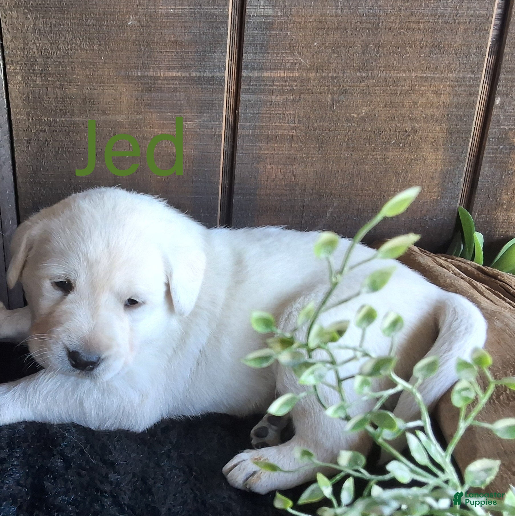 Labrador Retriever dogs for sale: Jed Retriever 3 - Ad 3