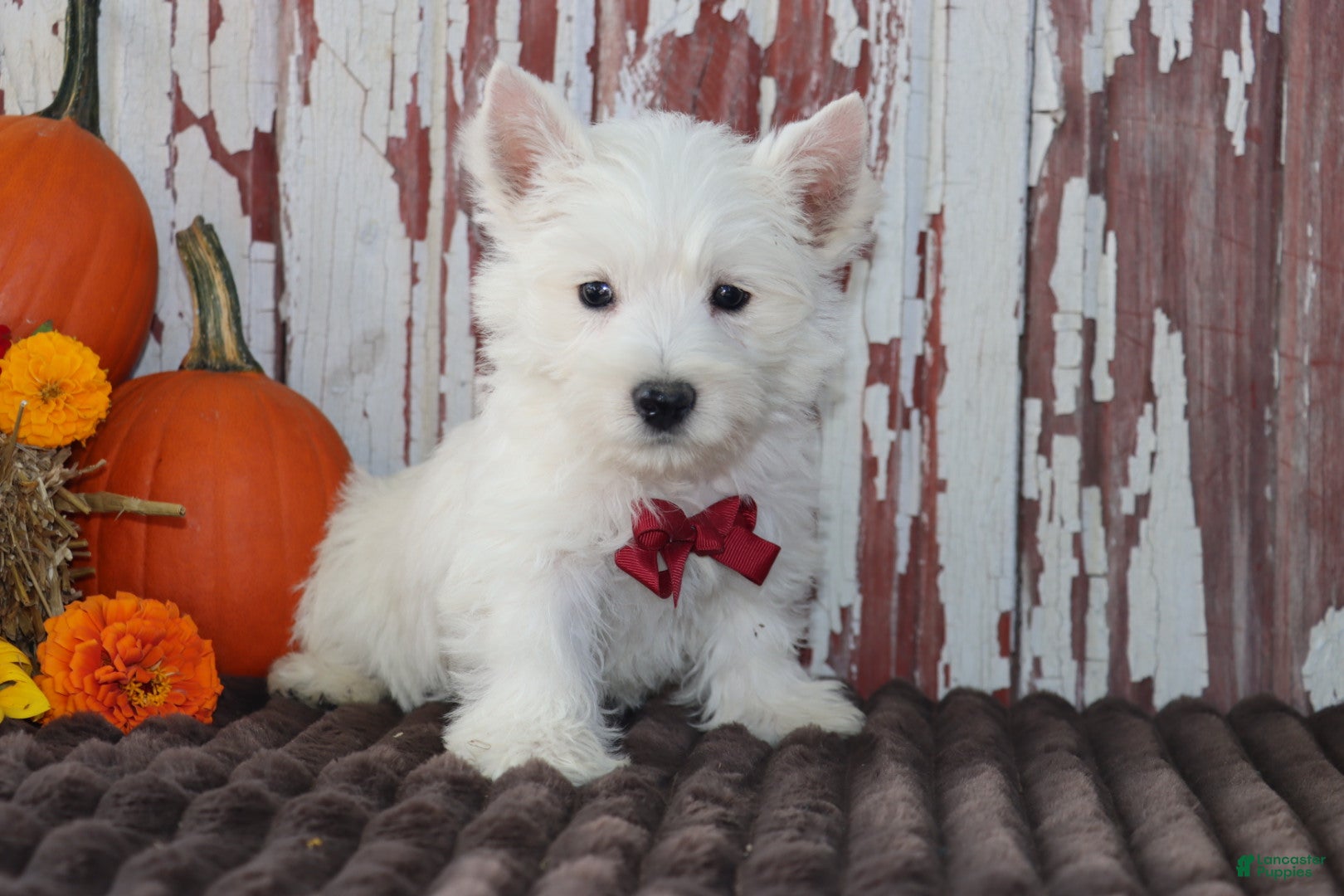 West Highland Terrier dogs Paulus - Ad 1