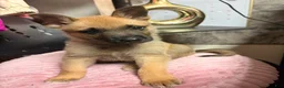 Belgian Malinois dogs for sale: Belgian Malinois Puppy 1 - Ad 1