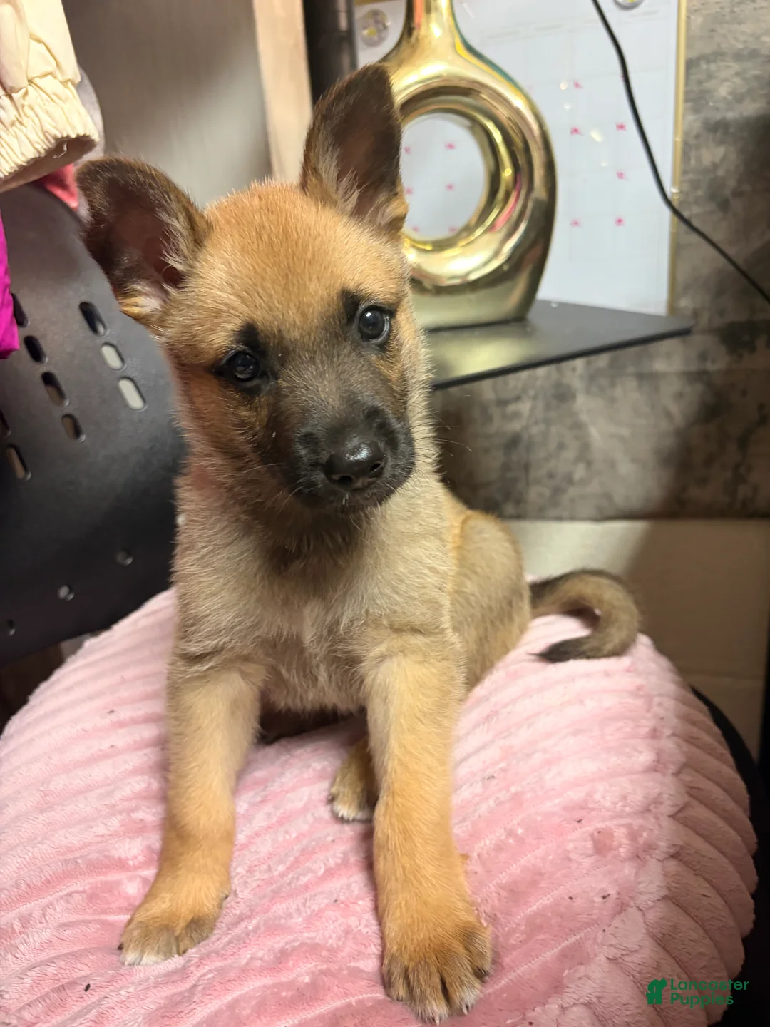 Belgian Malinois dogs for sale: Belgian Malinois Puppy 1 - Ad 1