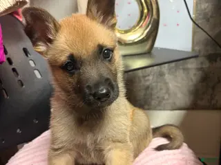 Belgian Malinois dogs Belgian Malinois Puppy 1 - Ad 1