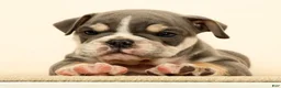 English Bulldog dogs for sale: Captain - Ad 2