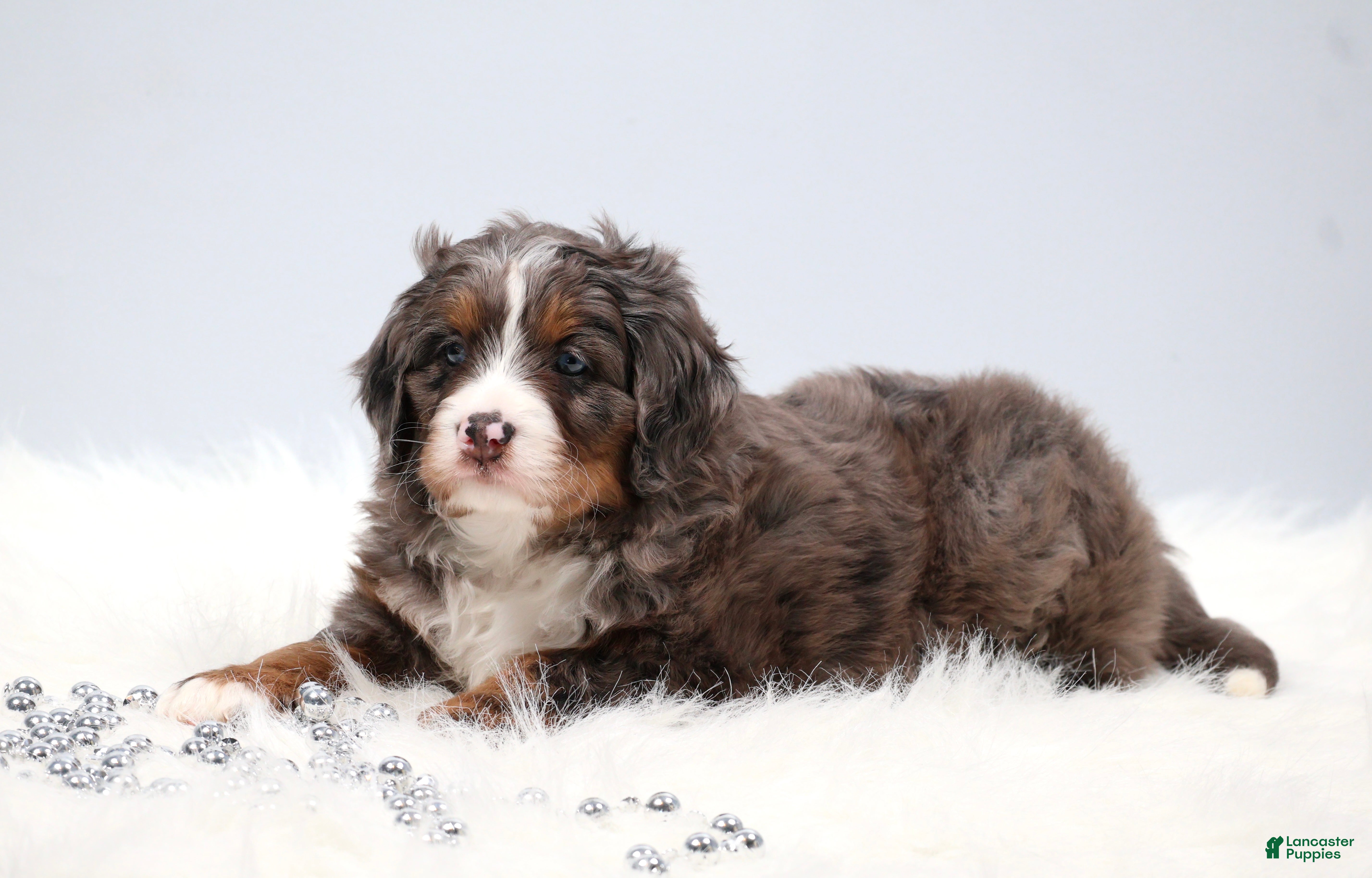 Mini Bernedoodle dogs Carter  - Ad 2