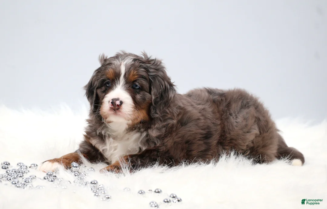 Mini Bernedoodle dogs for sale: Carter  - Ad 2