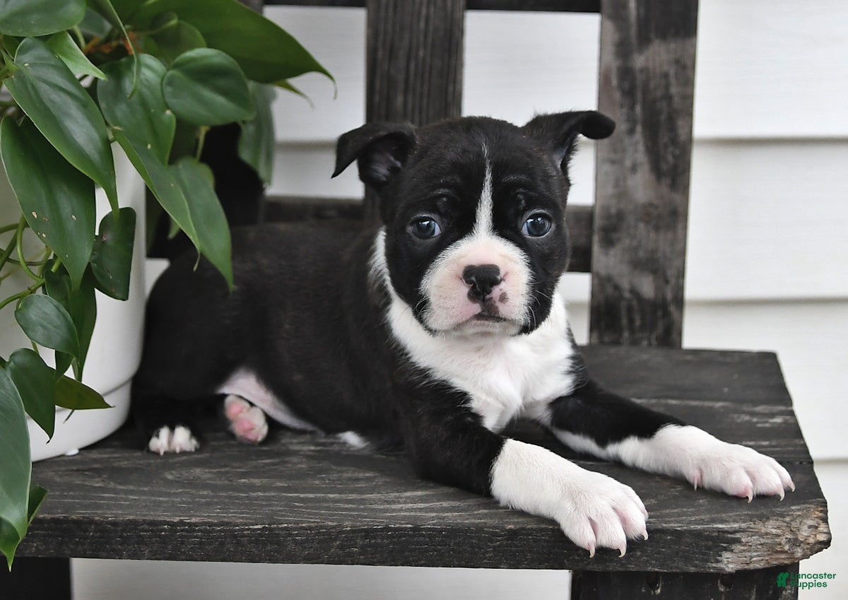 Boston Terrier dogs Preston - Ad 2