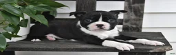 Boston Terrier dogs for sale: Preston - Ad 2