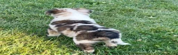 Mini Aussiedoodle dogs for sale: Jasper - Ad 6