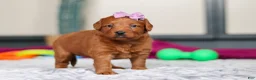 Labradoodle dogs for sale: Sandy - Ad 5