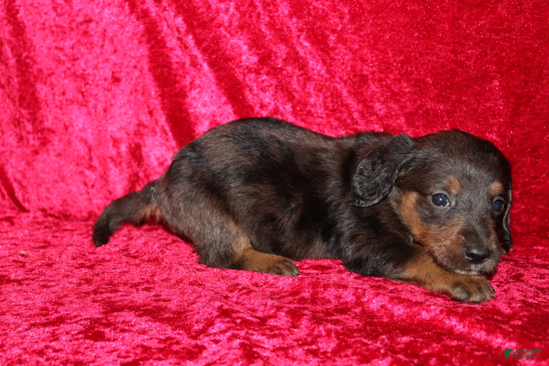 Doxiepoo dogs for sale: Doxiepoo Rapunzel - Ad 1