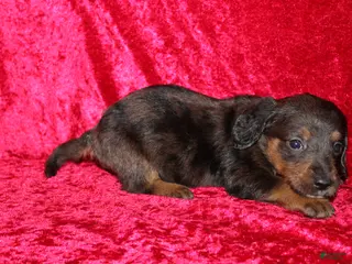 Doxiepoo dogs Doxiepoo Rapunzel - Ad 11