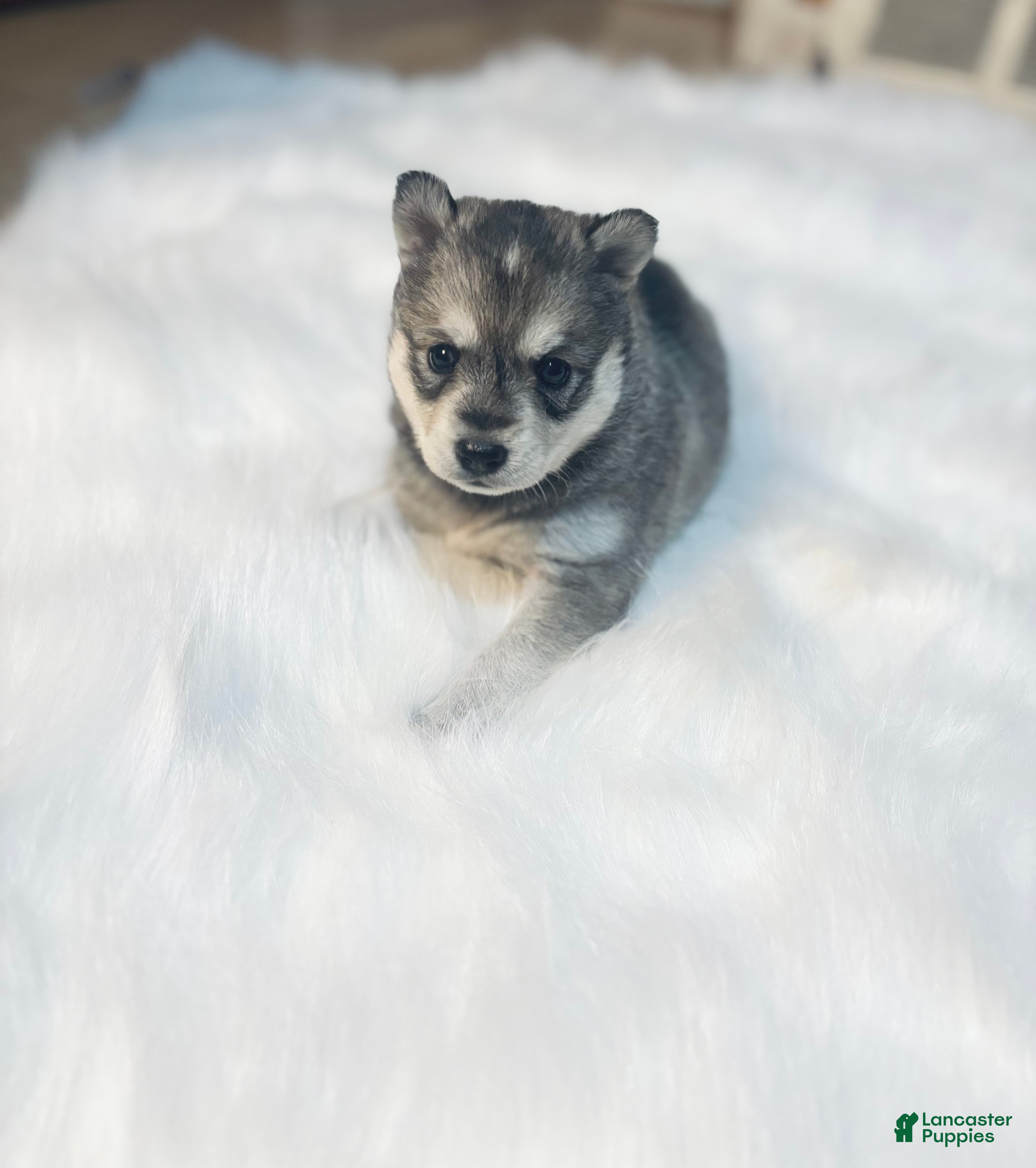 Pomsky dogs Belle - Ad 2