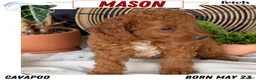 Cavapoo dogs for sale: Mason - Ad 1