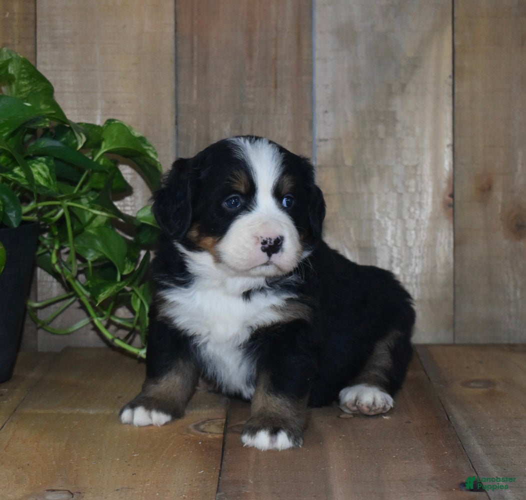 Bernese Mountain Dog dogs Skye - Ad 34